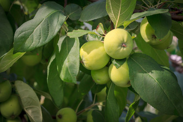 Fruits of immature apples on the branch of tree.