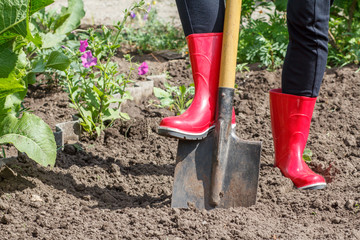 Gardener is digging soil on a bed. Female farmer digs in a garden.