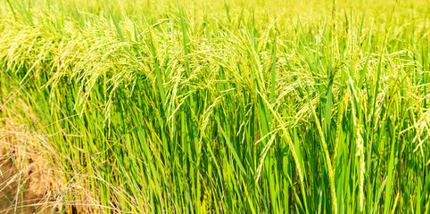 Rice field in local area of Thailand sunny day