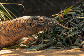 Komodo Dragon getting some time in the sunshine.