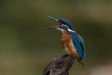 Eisvogel