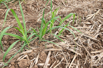 Sugarcane planted to produce sugar and food.
