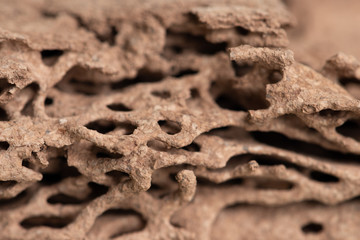 Piece of wood damaged and eaten by termite