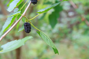 Branch of mulberry tree with ripe berries.
