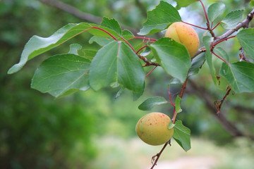 Branch of apricot tree with fruits in the countryside.