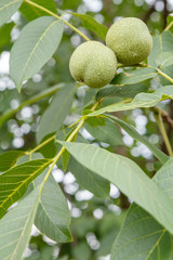 Branch of walnut tree with unripe nuts in the garden.