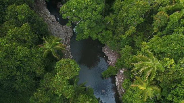Aerial view of a rock pool in a jungle style forest with massive ferns and palm trees. Beautiful drone rotation over a pristine, crystal clear rock pool in a rain forest