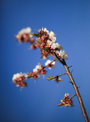 Blooming cherry tree in the garden. Cherry flowers close up.Natural blurred background.