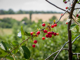 Cherries on the tree in the garden in sunny summer day.