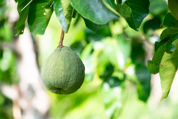 ripe of santol tropical fruit on the tree in the garden .
