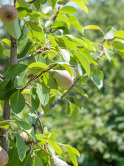 Pear tree with fruits in summer day.