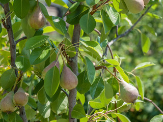 Pear tree with fruits in summer day.