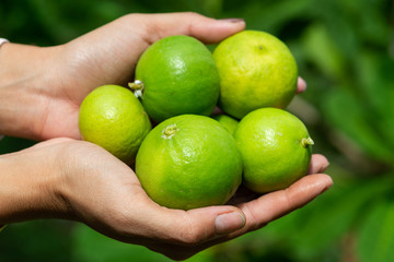 Green limes on a tree.