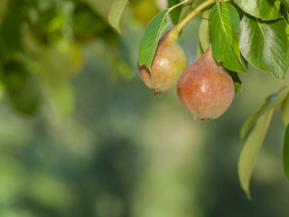 Pear tree with fruits in summer day.