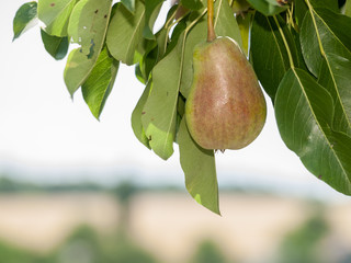 Pear tree with fruit in summer day.