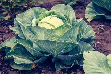 Green cabbage head on the garden bed.