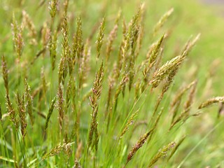 土手のハルガヤ