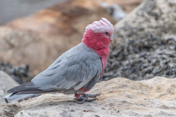 Galah at the waterfront