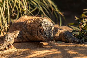 Komodo Dragon getting some time in the sunshine.