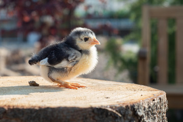 Little chick