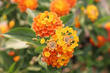 flowers in the garden