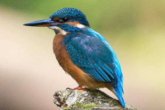 Eisvogel