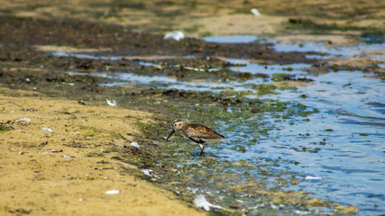 Dunlin or Calidris alpina, searching for food at sea shoreline, close-up portrait, selective focus, shallow DOF
