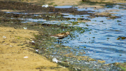 Dunlin or Calidris alpina, searching for food at sea shoreline, close-up portrait, selective focus, shallow DOF