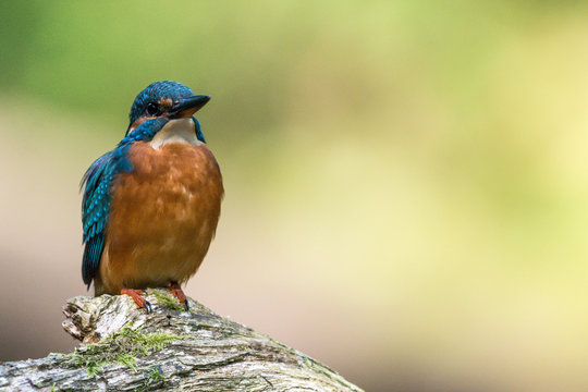Eisvogel