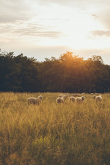 Sheep in a field