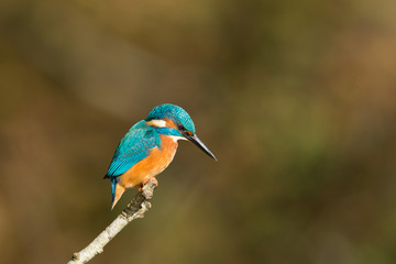 Eisvogel