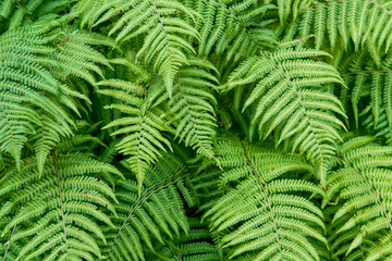Beautiful fern leaves