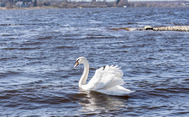 A white swan swims in a lake on a sunny windy day