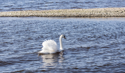 A white swan swims in a lake on a sunny windy day.