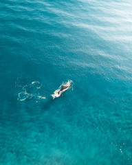 Whale cruising in the ocean. Aerial shot of a whale breaching the top of the water of the blue ocean