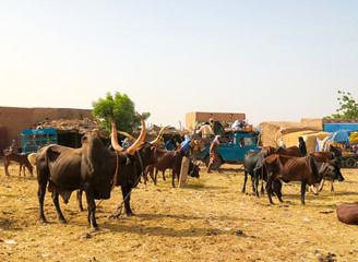 Portrait of ankole-watusi bighorned bull, Agadez cattle market, Niger