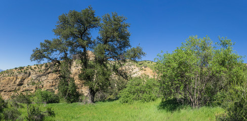 Fototapeta premium Growth in Rocky California Valley