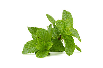 Fresh mint leaves isolated on white background.