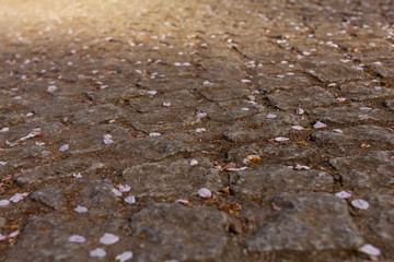 毛馬桜ノ宮公園の地面に散った桜の花びら