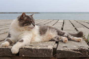 Katze liegt am Strand und relaxt.