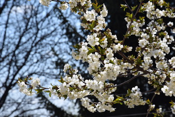 spring cherry blossom