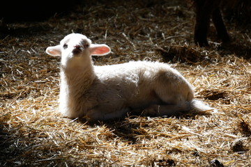 Lamm