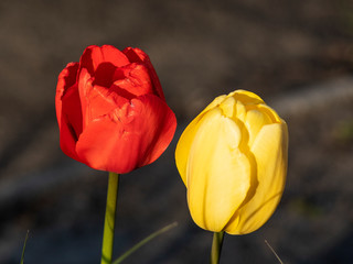 tulipany © Henryk Olszewski