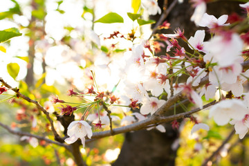 春の葉桜