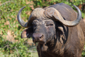 Kaffernbüffel / Buffalo / Syncerus caffer