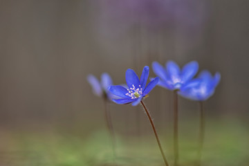 Fototapeta premium Hepatica (liverleaf or liverwort)