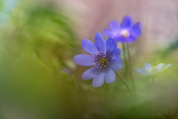 Fototapeta premium Hepatica (liverleaf or liverwort)
