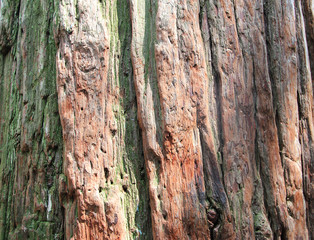Texture of tree bark green brown photo background