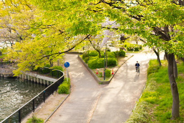 Obraz premium 夏の街の散歩通り道