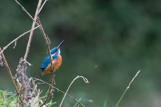 Eisvogel